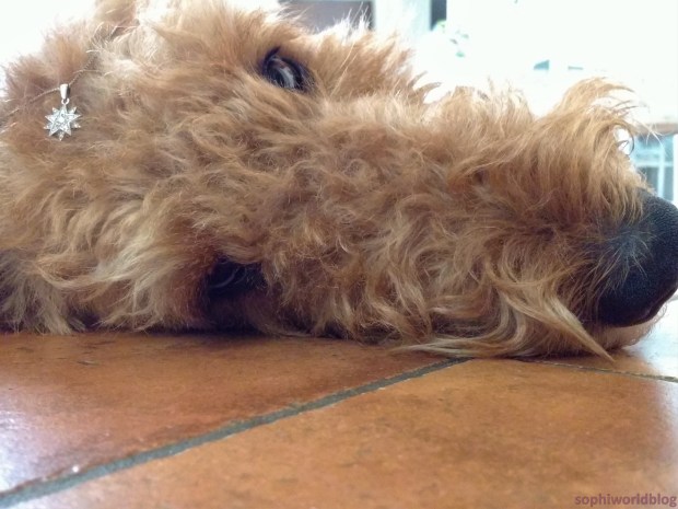 My'Dale with Sissi's Star. sophiworldblog