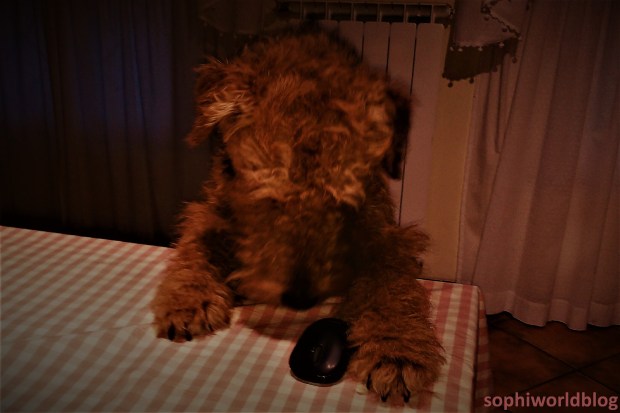 'Dale write post!!Read more on sophiworldblog.com