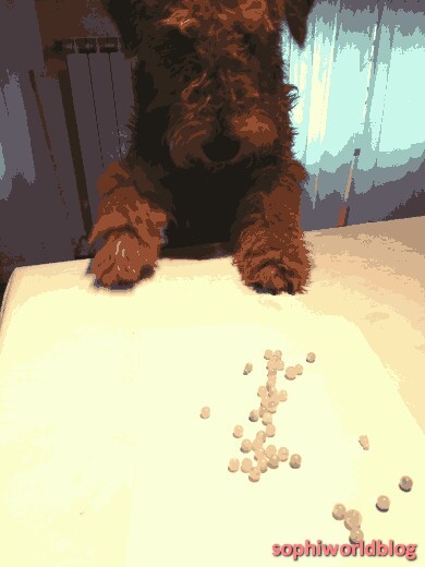 Tiaras and the 'Dale! Read more on www.sophiworldblog.com