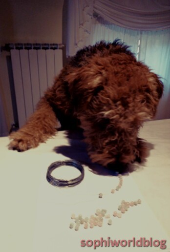 Tiaras and the 'Dale!Read more on www.sophiworldblog.com