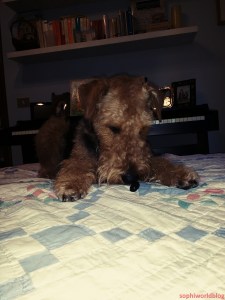 Airedale and Crib! Read more on www.sophiworldblog.com