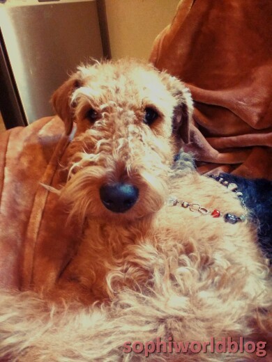 Valentine's Jewellery given by pet. Valentine's Jewellery